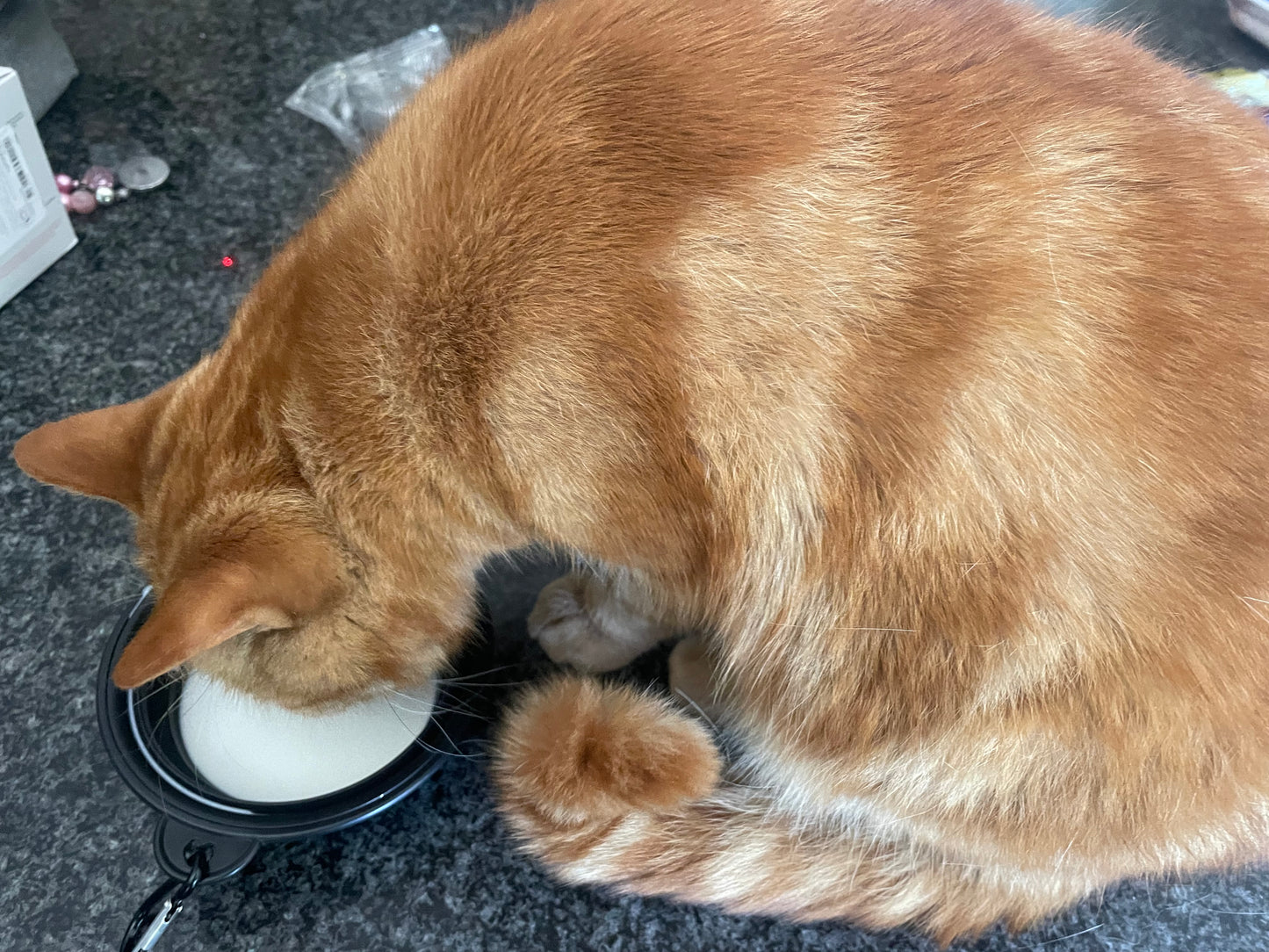 Foldable Pet Bowl – Portable